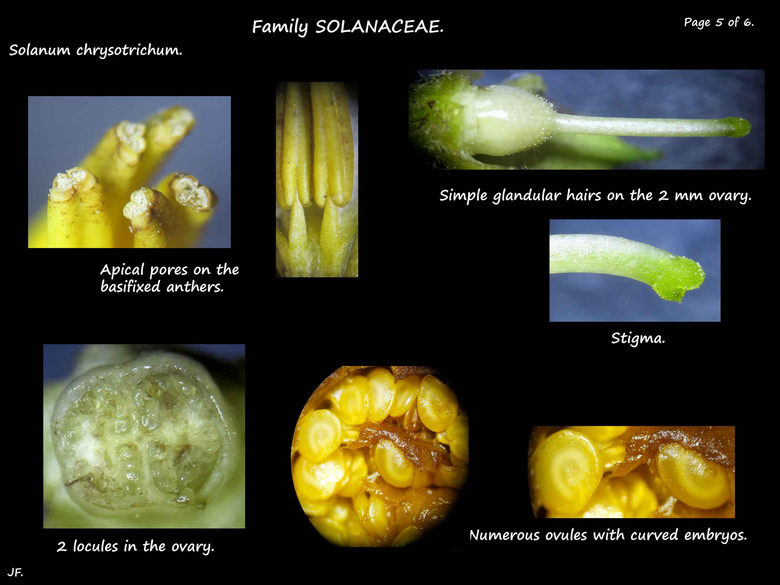5 Solanum chrysotrichum stamens & ovary
